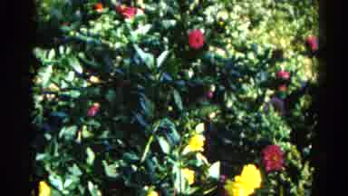 Illinois USA (1962): The Flowers Are Bloom Very Pretty And Colorful