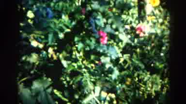 Illinois USA (1962): The Hibiscus Flower Is Birth In The Garden Of The Plant