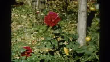 Illinois USA (1962): The Flowers Are Bloom Very Pretty And Colorful