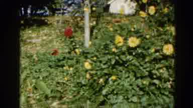 Illinois USA (1962): The Flower Is Very Glowing In The Center Of The Garden