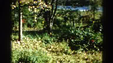Illinois USA (1962): Panning Footage Trees Leaves Grass Bushes Flowers Bloom