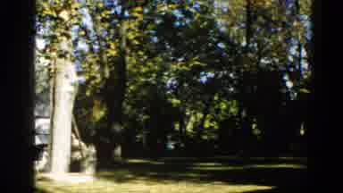 Illinois USA (1962): Sun Shines Through The Trees On A Grassy Opening In A Wooded