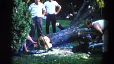 Illinois USA (1962): The Persons Are Cutting The Tree In The Garden