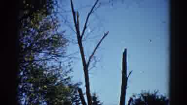 Illinois USA (1962): The Persons Are Playing In The Bottom Of The Tree