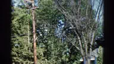 Illinois USA (1962): The Man Who Is Climbing A Green Tree To Cut It Down