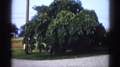 Illinois USA (1962): View Of A Large Green Tree On A Clear Sunny Day
