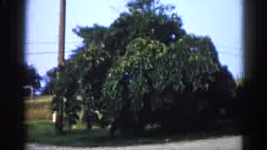 Illinois USA (1962): Shaky Video Of Large Bushy Voluminous Tree With Telegraph