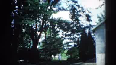 Illinois USA (1962): Mature Trees Are Green And Their Leaves And Needles Dance In