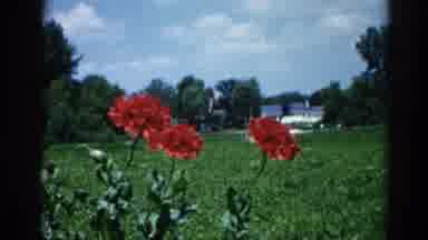 Illinois USA (1962): The Beautiful Red Color Flower Was Blossoms Near The House