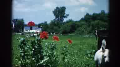 Illinois USA (1962): View Of Rural Area With Beautiful Residence And A Small Dog