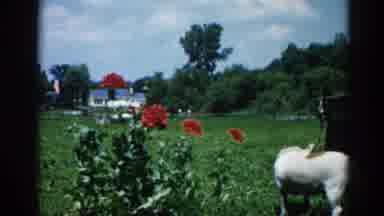 Illinois USA (1962): There Is A House With A Large Backyard With Plants And