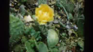 Illinois USA (1962): The Dog That Plays In The Nature Of The Grass And Flowers