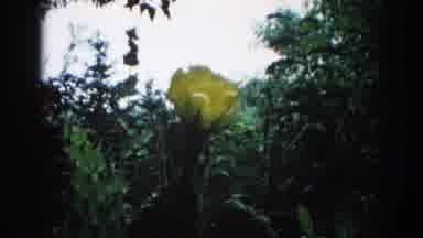 Illinois USA (1962): It Is Single Flower In The Garden Look Like A Very Beautiful