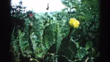 Illinois USA (1962): Beautiful Blooming Yellow Flowered Plant In Midst Of Jungle