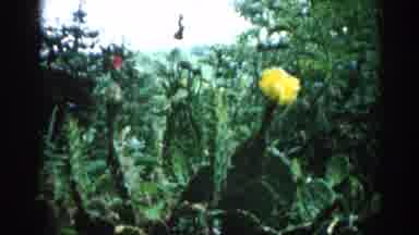 Illinois USA (1962): One Beautiful Yellow Flower Were Blossoms On The Plants