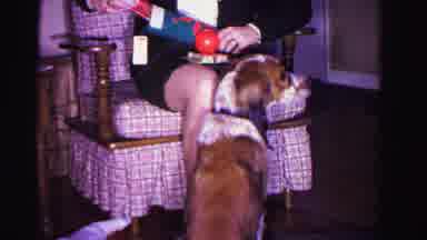 Hagerstown Maryland USA (1962): A Brown And White Dog Sitting Waiting For A Person