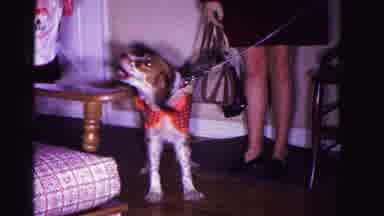 Hagerstown Maryland USA (1962): A Dog On A Leash And A Woman With Purse