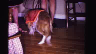 Hagerstown Maryland USA (1962): The Dog Is Playing In The House Having A Girl