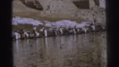 Calcutta India (1962): Full Size Rowing Boat Sails Through Icy Lake At Slow And