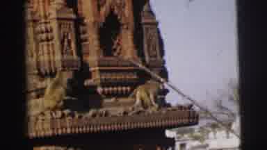 Calcutta India (1962): Group Of Baboons Climb Up And Walk Around Stone Temple