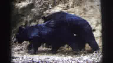 Calcutta India (1962): Black Bear Cubs Playing Walking Tussling Together Outdoors