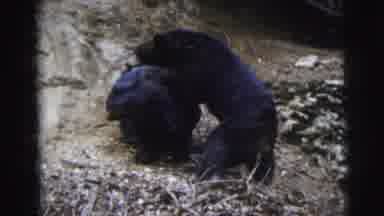 Calcutta India (1962): Couple Black Bears Playing In Forest One Of Them Tries To