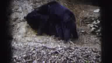 Calcutta India (1962): Two Black Bears Playing On Hillside