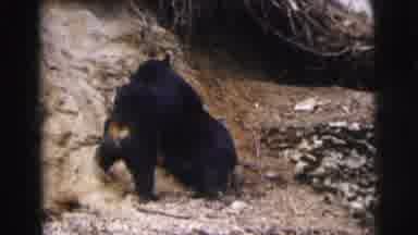 Calcutta India (1962): Two Black Bears Begin Wrestling On Top Of Rocky Terrain