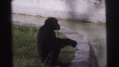 Calcutta India (1962): A Monkey Eating Food It Enjoying Themselves