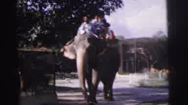 Calcutta India (1962): The Peoples Are Travelling In The Elephant Its Journey Is