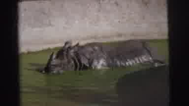 Calcutta India (1962): Black Rhino Soaks In Green Water On A Bright Sunny Day