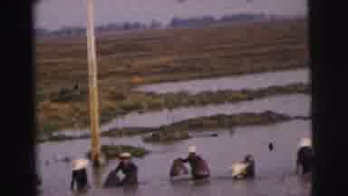 Calcutta India-1962: Workers In Rice Field Followed By Woman Shopping