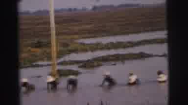 Calcutta India (1962): Workers Collect Rice In Flooded Fields A Very Popular
