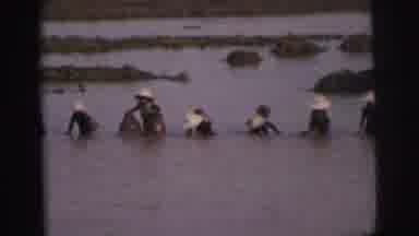 Calcutta India (1962): People Bringing Objects In And Out Of Water In A Field