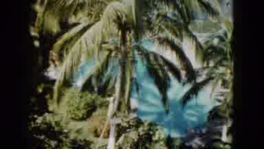 Acapulco Mexico (1962): Monkey Descending From A Palm Tree In A Tropical Setting