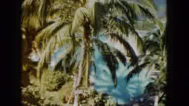 Acapulco Mexico (1962): The Coconut Tree Is In There It Is Look Like A Very