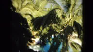 Acapulco Mexico (1962): So Many Coconut Trees Are Plant Near The Water And