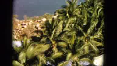 Acapulco Mexico (1962): A Photographer Covered A Nature It Contains Palm Trees It