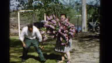 Wauconda Illinois USA-1961: Man Helps Wife With Large Bouquet Of Purple Lilacs
