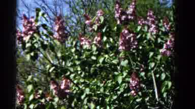 Wauconda Illinois USA (1961): 1 Man And 1 Girls Are Taking Flowers