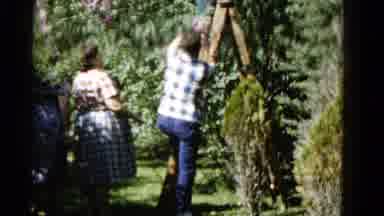Wauconda Illinois USA (1961): They Are The Four Of Them That Bloom In Height