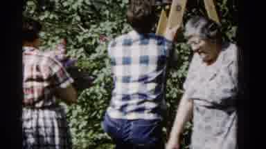 Wauconda Illinois USA (1961): Group Of People In An Orchard Man On Ladder Passing