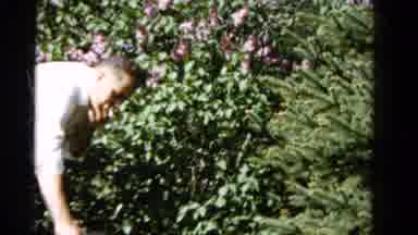 Wauconda Illinois USA (1961): Harvesting Roses From Rose Bushes
