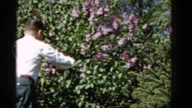 Wauconda Illinois USA (1961): Cutting Back Lilac Trees