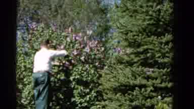 Wauconda Illinois USA (1961): A Groundskeeper Trimming The Lilacs In The Backyard