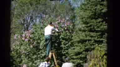 Wauconda Illinois USA (1961): A Farmer Is Picking Up Some Fruit From The Trees On