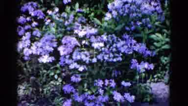Wauconda Illinois USA (1961): A Beautiful Purple Whitish Bush Gently Blowing In