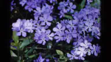 Wauconda Illinois USA (1961): Purple Blossoms Of Several Flowers Bundled Together