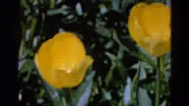 Wauconda Illinois USA (1961): Beautiful Flowers In Their Natural Dwelling On Sunny