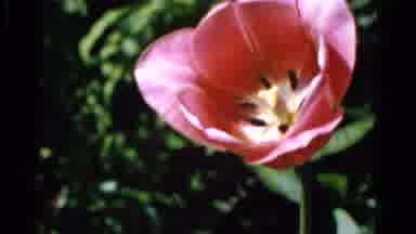 Wauconda Illinois USA (1961): Enjoying The Colorful Garden Flowers Gently Rocked